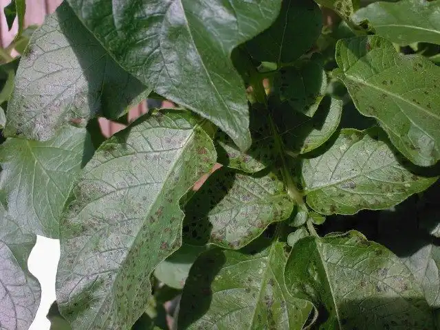 Проявление фитофторы на листьях картофеля