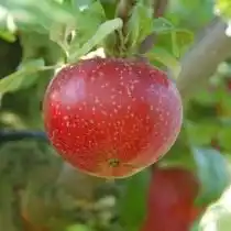 Яблоко, сорт «Лобо»