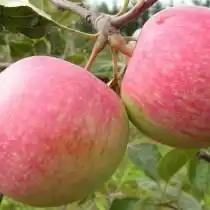 Яблоко, сорт «Конфетное»