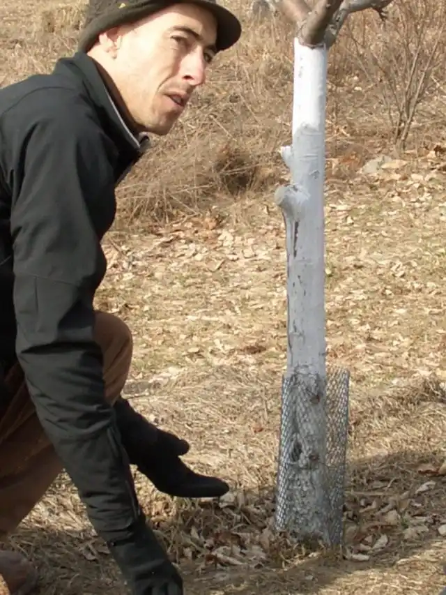 Продолжаем защиту от грызунов, а так же от ожогов