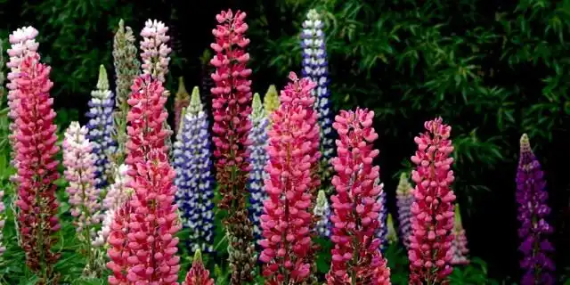 До того, как сидераты станут удобрениями, они могут выполнять и декоративную функцию