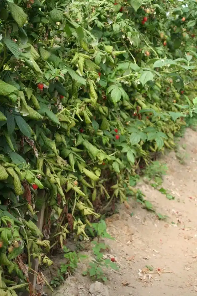 Проявление недостатка калия в малине