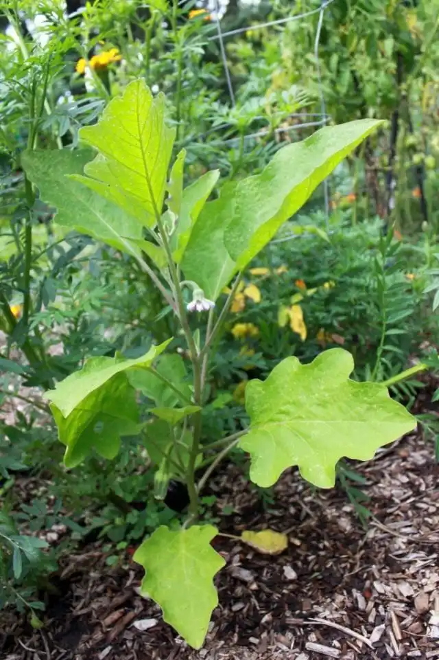 Бороться с болезнями на баклажанах можно биохимическими и химическими препаратами, а так же народными средствами