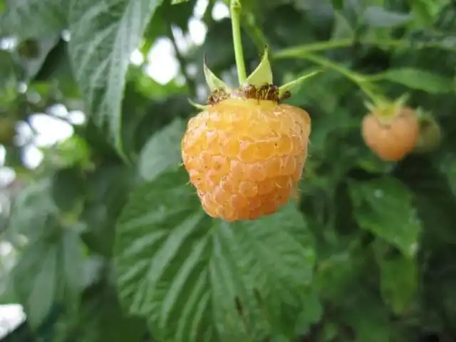 Жёлтая малина сорт «Утренняя роса» (Порана Роса, Porana Rosa)