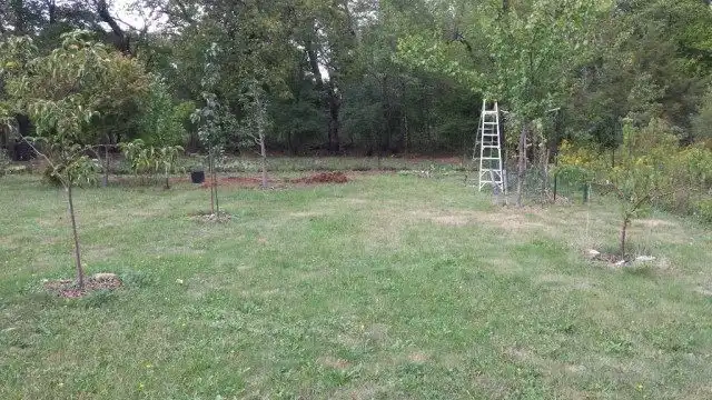 Молодой фруктовый сад