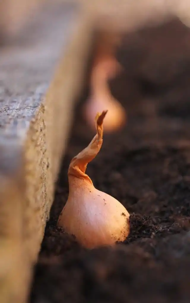 Севок лука репчатого