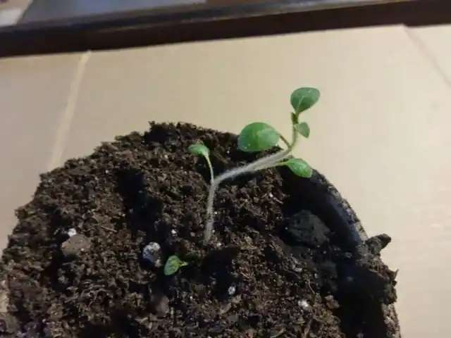 Рассада картофеля из семян в индивидуальном рассадочном горшочке на 24 день