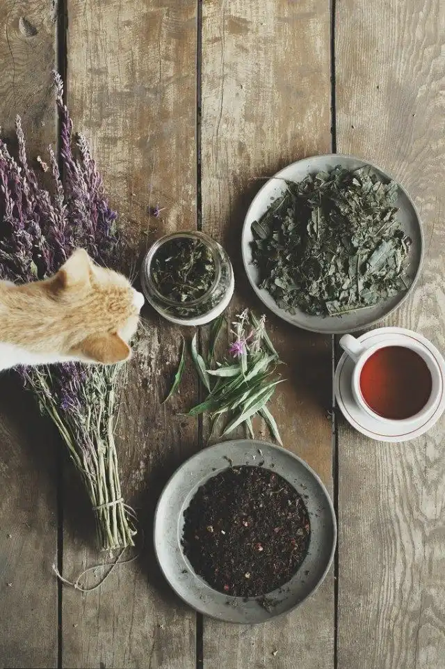 Иван-чай, копорский чай