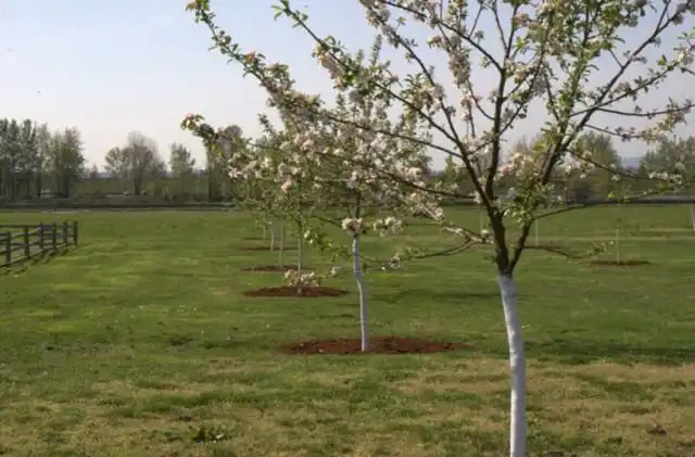 Побеленные весной стволы яблонь