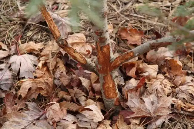 Молодое дерево, объеденное зайцами