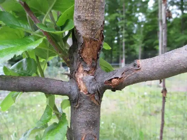 Рак на стволе молодой яблони