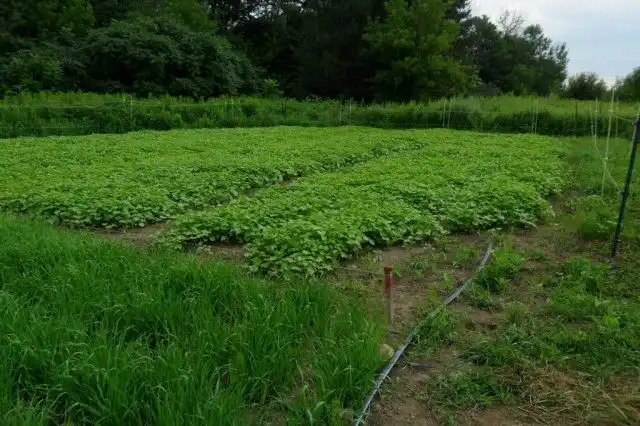 Сидераты на участке