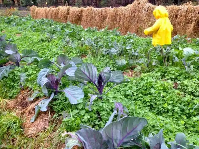 Капустная грядка засеяна клевером