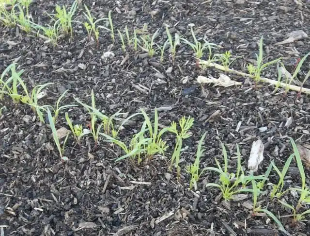 Всходы моркови, посеянной осенью