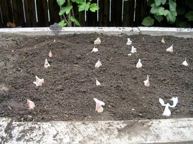 Сажаем озимый чеснок