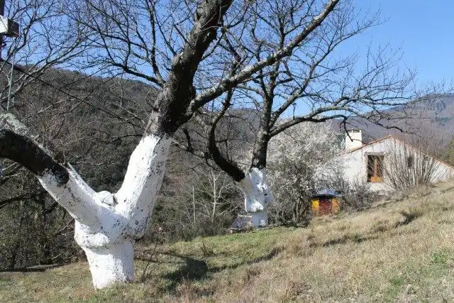 Белим стволы деревьев