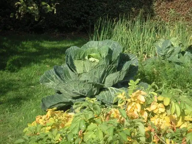 Огород органического земледелия