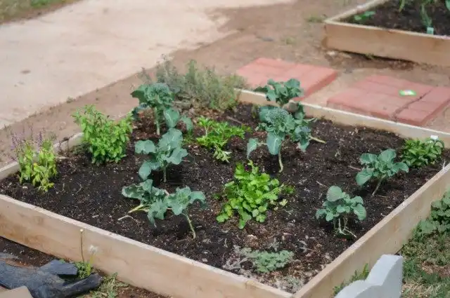 Органическая грядка