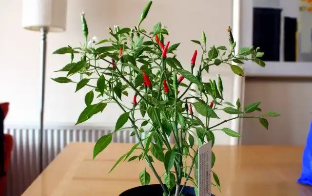 Перец чили можно выращивать и в доме