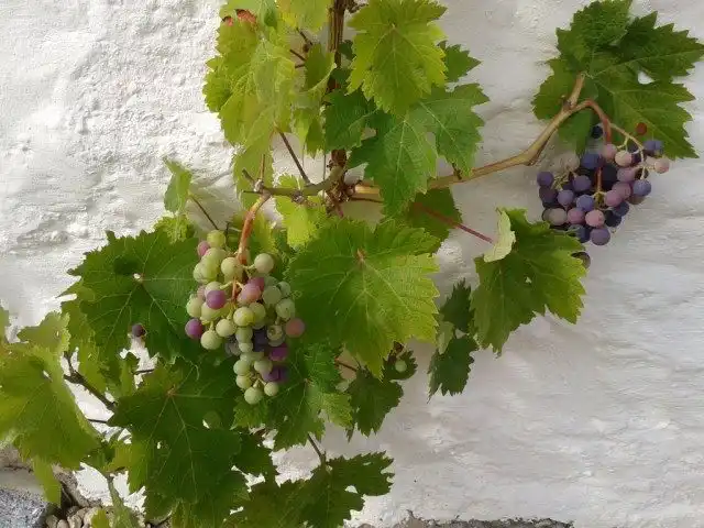 Виноград