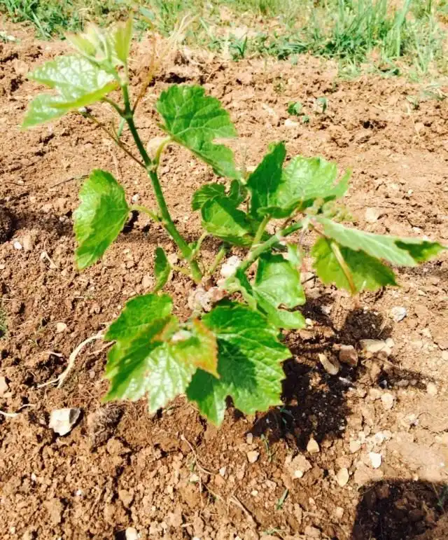 Молодой виноград