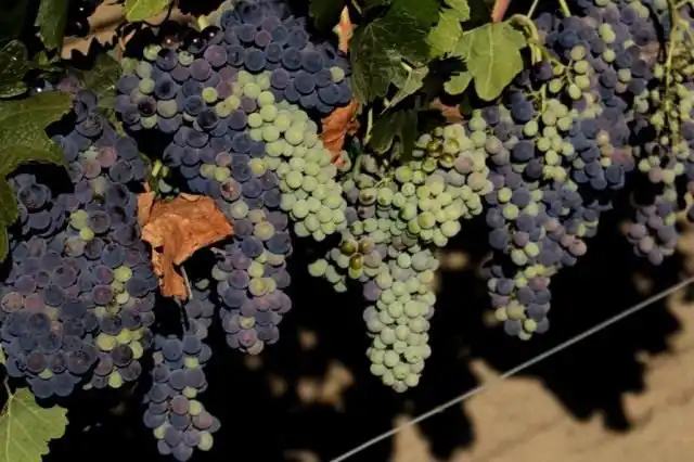 Виноград