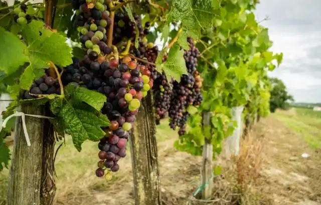 Виноград