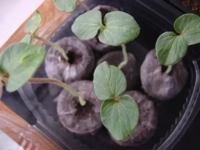 Всходы Бамии