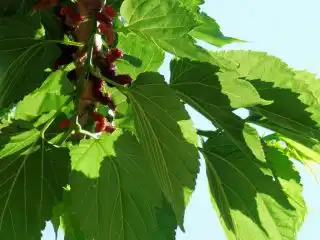 Плоды Шелковицы чёрной