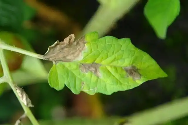 Лист томата пораженный фотофторозом