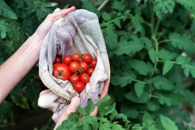 Помилки, що знижують урожай