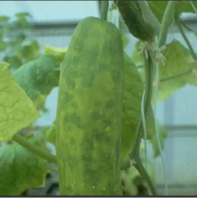 Зеленая крапчатая мозаика огурца