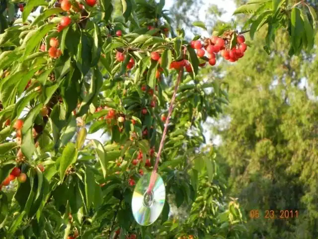 CD диск отпугивает птиц от черешни