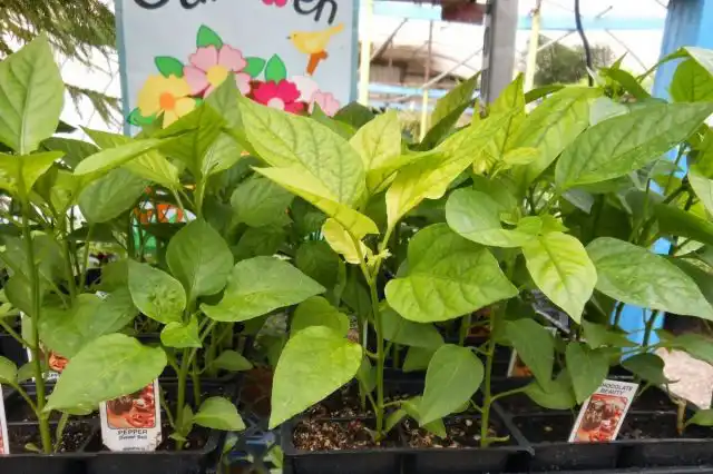 Азотное голодание томата