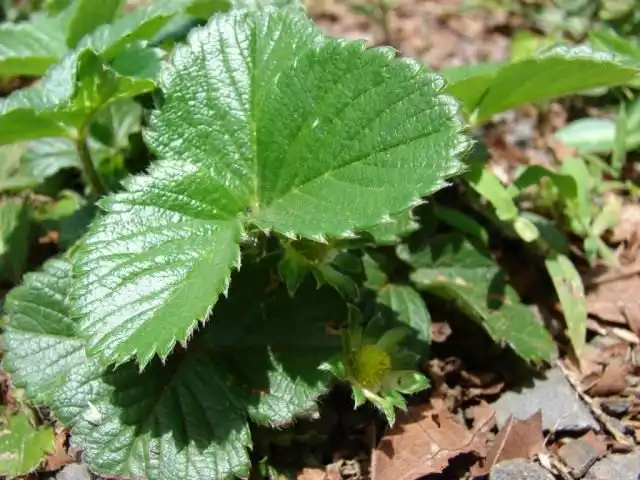 Земляника садовая, завязь ягоды