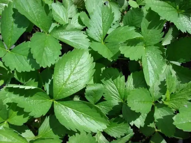 Здоровые листья земляники садовой