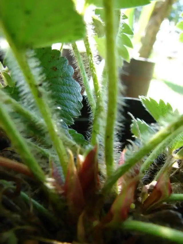 Розетка земляники садовой