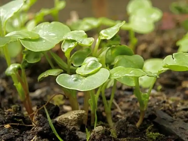 Всходы редиса