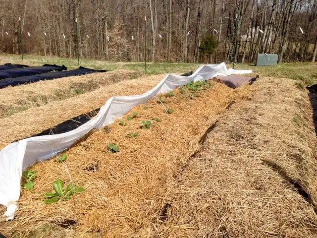 Органическое мульчирование