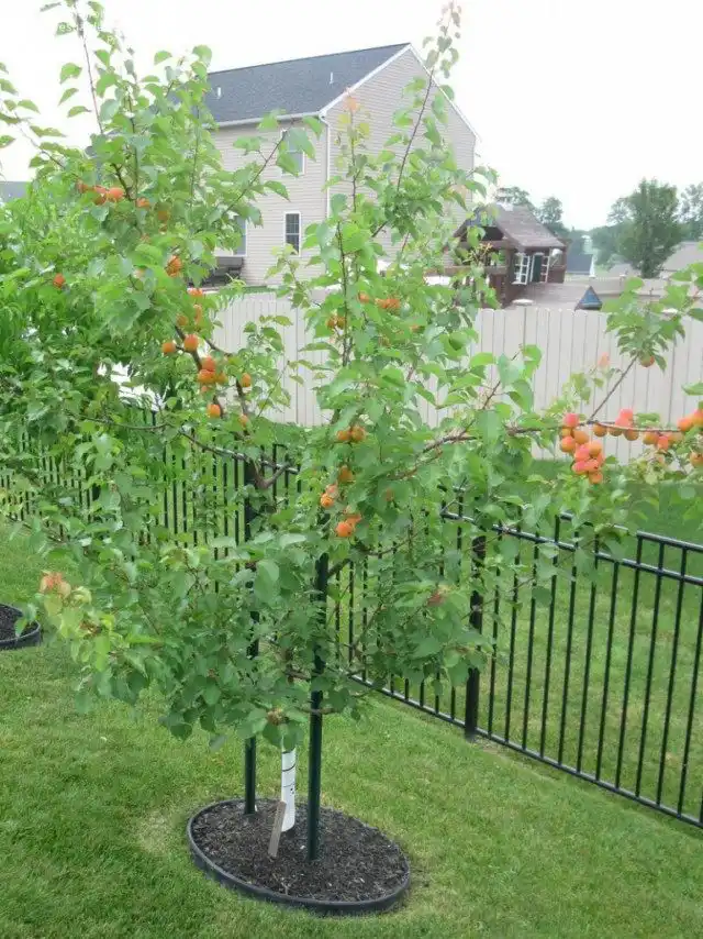 Молодое деревце абрикоса, сорт «Мурпарк»