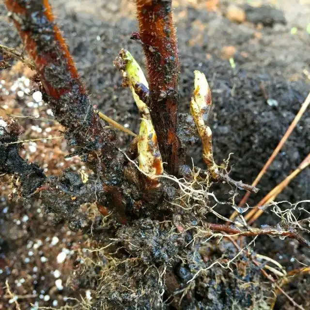 Выбирая посадочный материал малины, уделите внимание корням