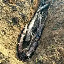 Подготовка траншеи для посадки малины