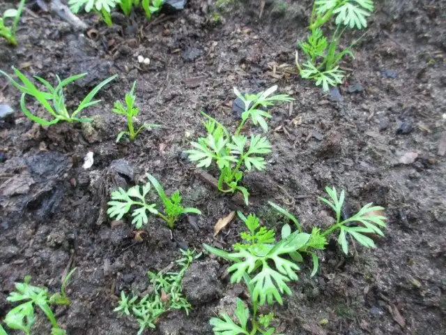 Всходы семян, посеянных обычным способом в бороздки