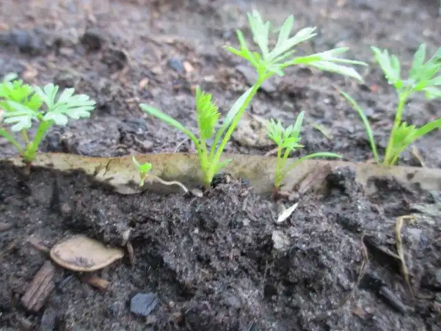 Всходы семян моркови на ленте