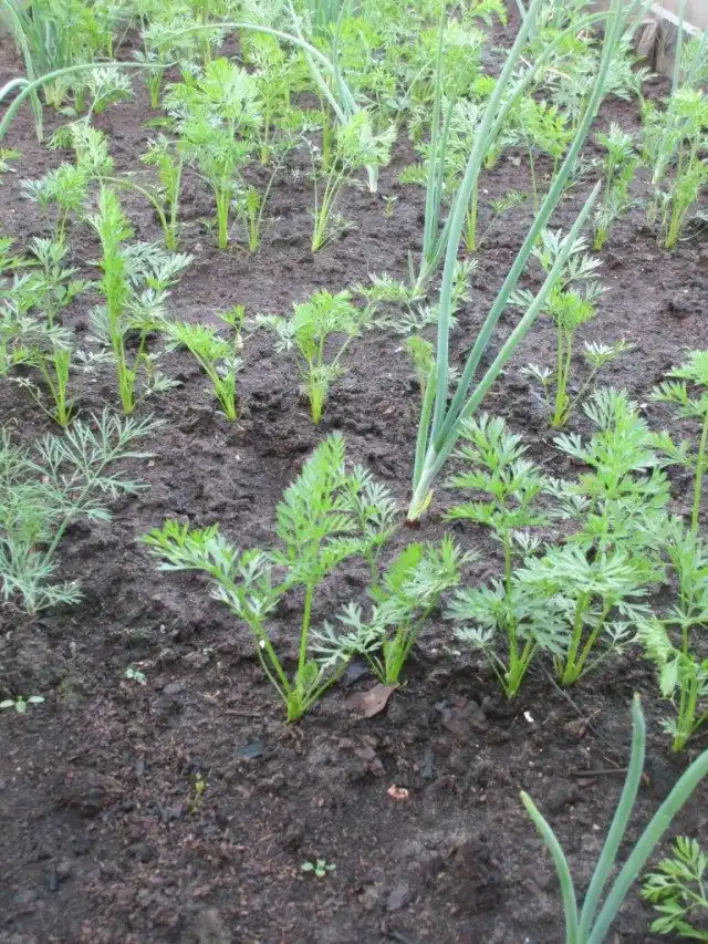 Прореженные всходы. Совместные посадки морковки и лука.