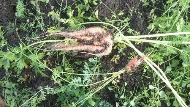 Некондиционная морковь