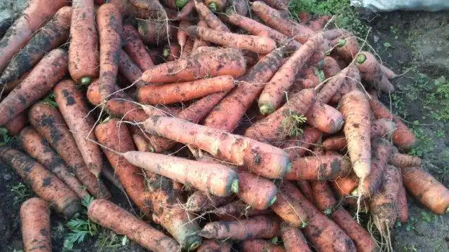 Морква – це просто! Посадка,