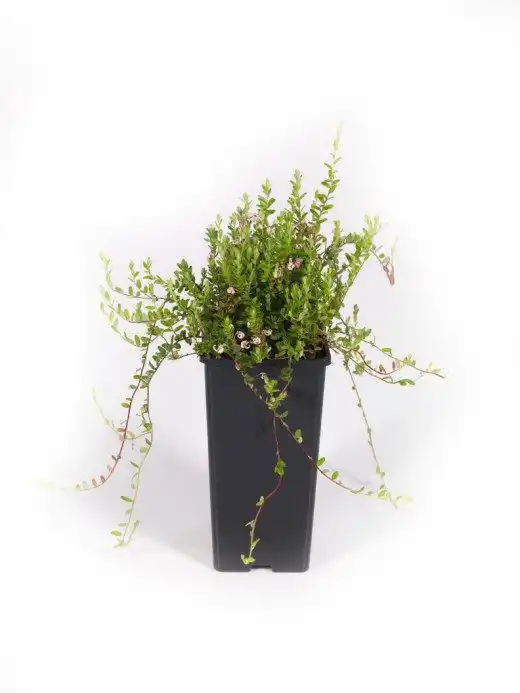 Клюква, сорт "Ред Стар"