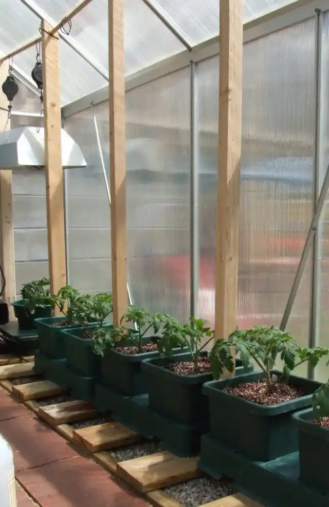 Томаты высаженные в теплице