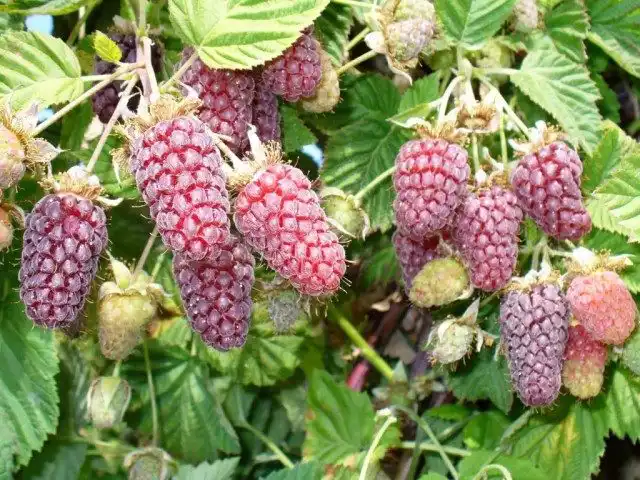 Логанберри, Логанова ягода, или ягода Логана (Loganberry)